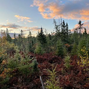 bow hunt early fall