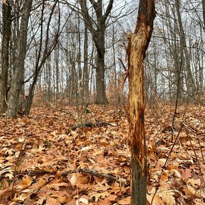 late fall rub