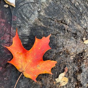 maple leaf stump